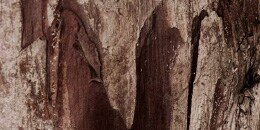 Base Note: Black Cedarwood