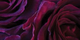 Heart Note: Rose
