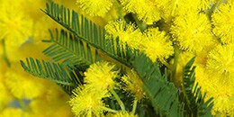Heart Note: Mimosa
