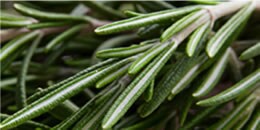 Heart Note: Rosemary