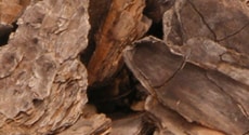 Base Note: Oud