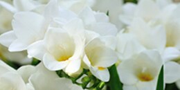 Heart Note: Freesia