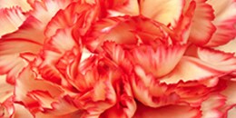Base Note: Carnation