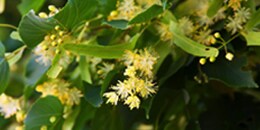 Top Note: Linden Blossom