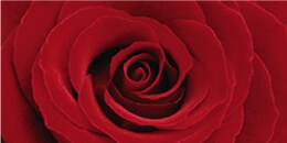Heart Note: Red Roses Accord