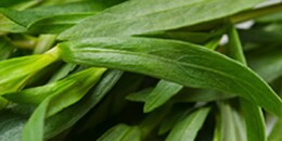 Heart Note: Tarragon