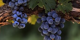 Heart: Grapevine