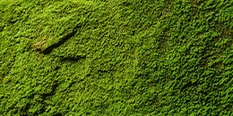 Base note: Moss