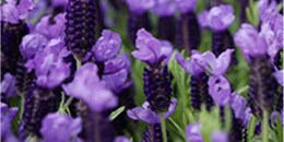 Top Note: Lavender