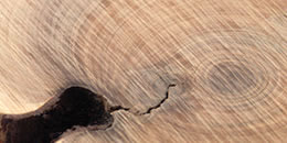 Base Note: Sandalwood