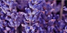 Heart Note: English Lavender